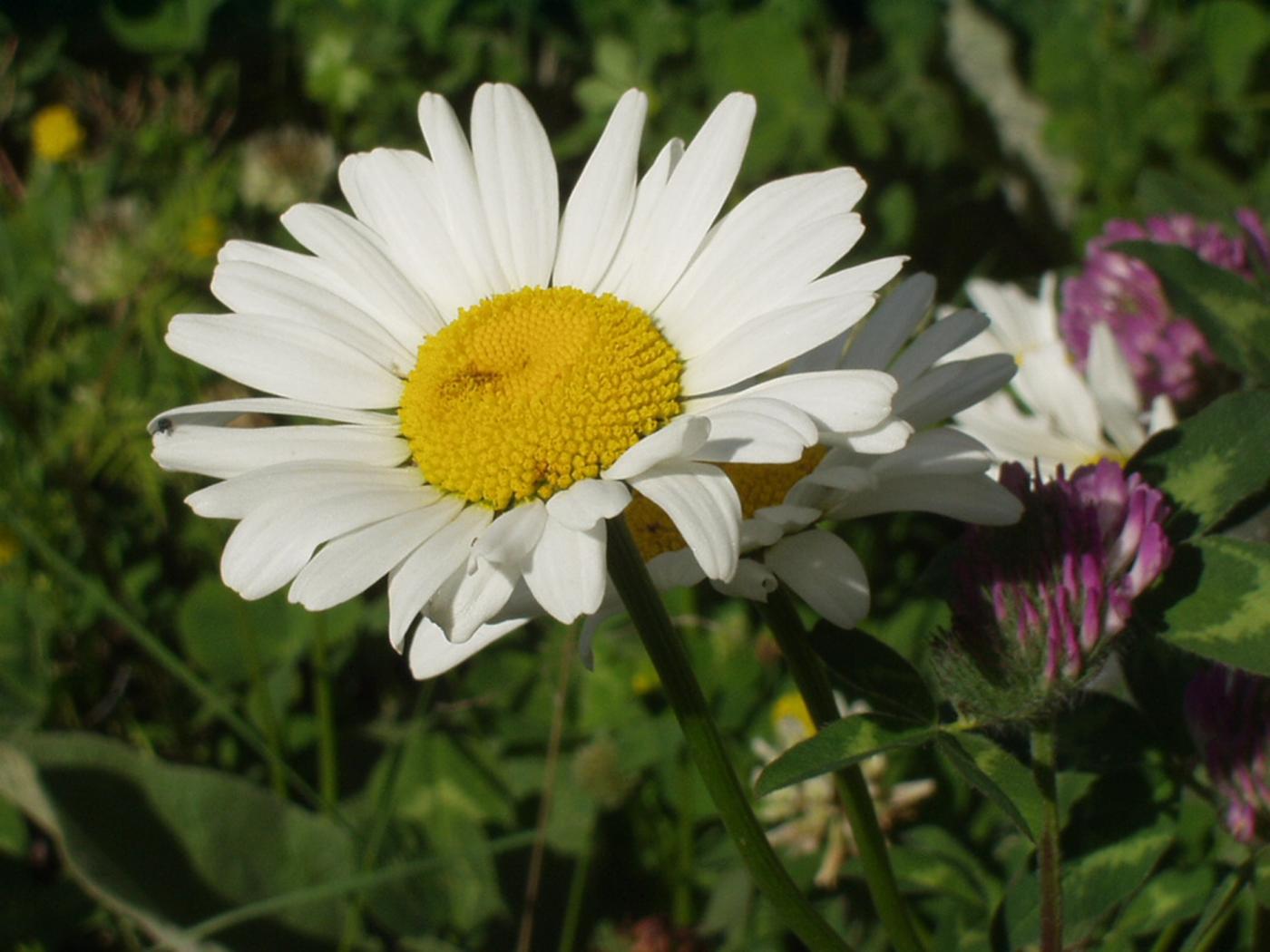 Ox-eye daisy flower